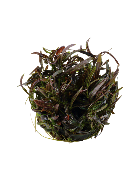 Hygrophila lancea 'Araguaia - Invitro