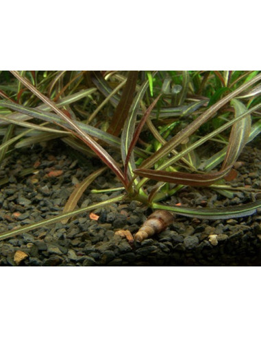 Hygrophila lancea 'Araguaia - Invitro