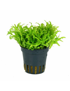 Pogostemon helferi – Origine France