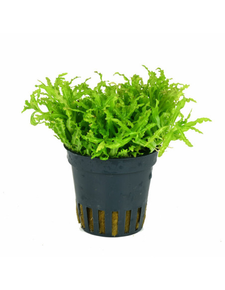 Pogostemon helferi – Origine France