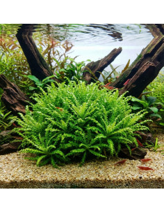 Pogostemon helferi – Origine France 2