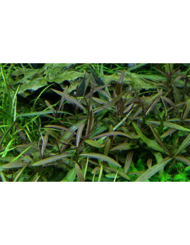 Hygrophila lancea 'Araguaia - Invitro