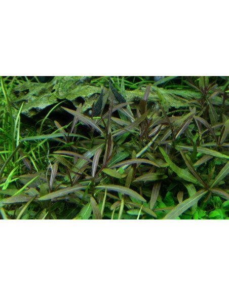 Hygrophila lancea 'Araguaia - Invitro