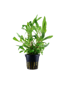 Hygrophila Siamensis – Origine France