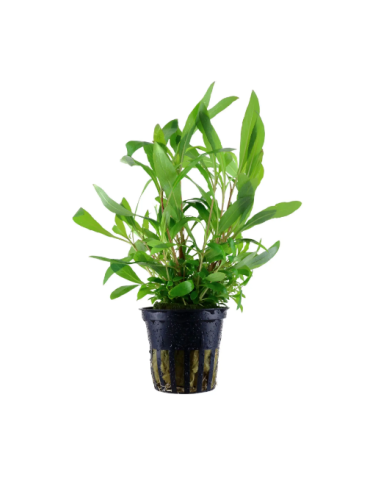 Hygrophila Siamensis – Origine France