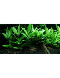 Hygrophila Siamensis – Origine France 2