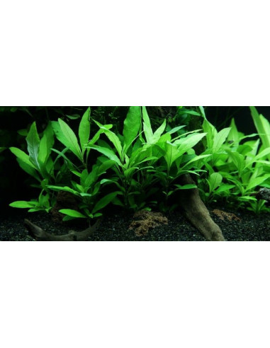 Hygrophila Siamensis – Origine France