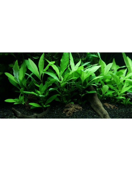 Hygrophila Siamensis – Origine France
