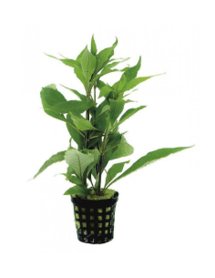 Nomaphila Stricta – Origine France