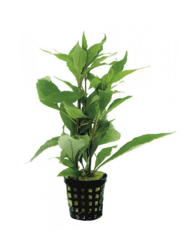 Nomaphila Stricta – Origine France