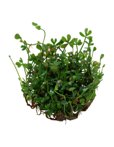 Marsilea minuta - Invitro 2