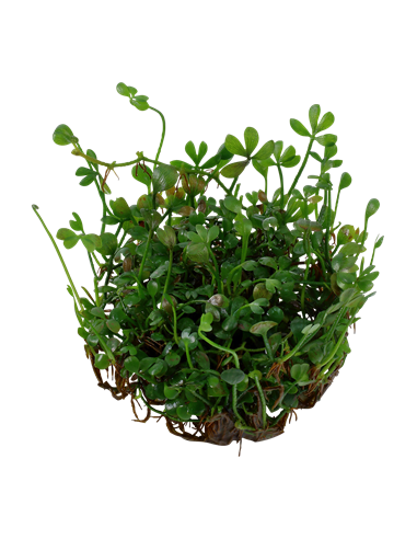 Marsilea minuta - Invitro