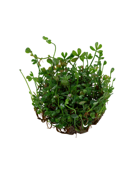 Marsilea minuta - Invitro