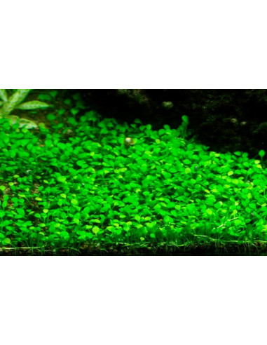 Marsilea minuta - Invitro