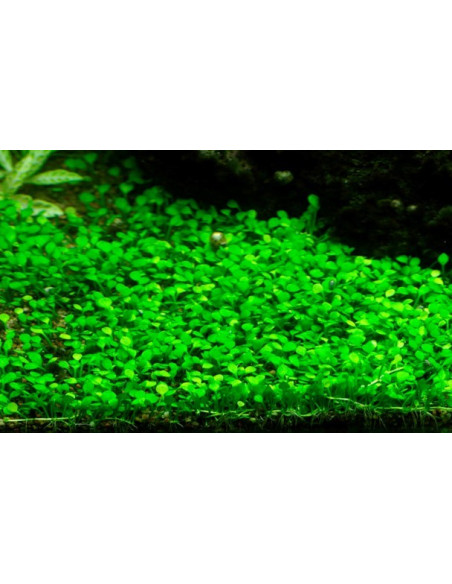 Marsilea minuta - Invitro