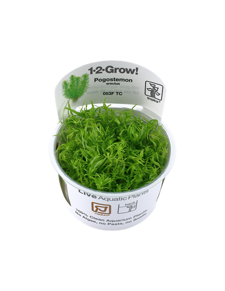 Pogostemon deccanensis - invitro