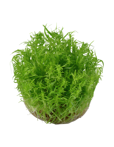 Pogostemon deccanensis - invitro