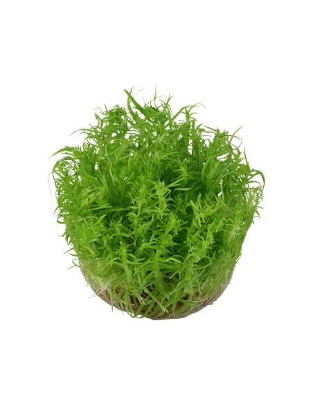 Pogostemon deccanensis - invitro