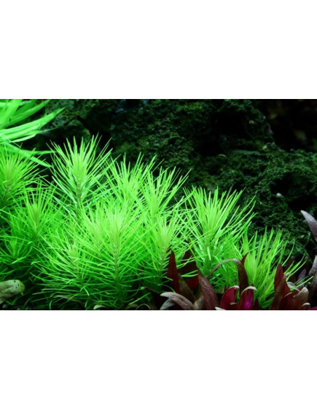 Pogostemon deccanensis - invitro