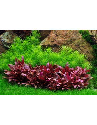 Pogostemon deccanensis - invitro