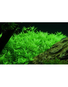 Rotala Green - Invitro 2