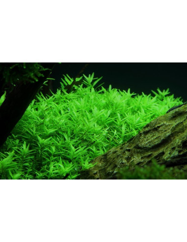 Rotala Green - Invitro