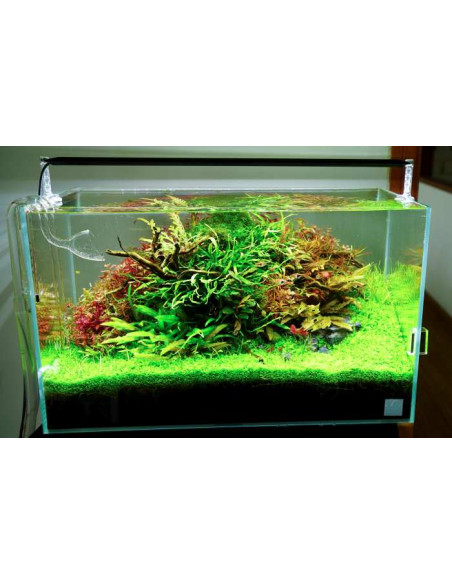 Chihiros - AII 120cm