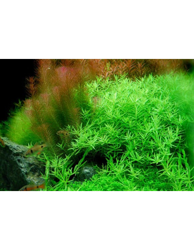 Rotala Green - Invitro