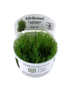 Taxiphyllum alternans 'Taiwan' - Invitro