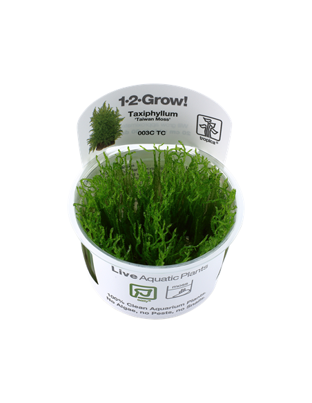 Taxiphyllum alternans 'Taiwan' - Invitro