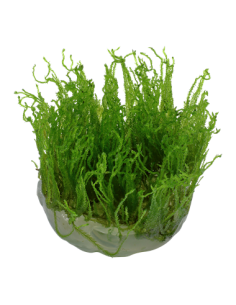 Taxiphyllum alternans 'Taiwan' - Invitro 2