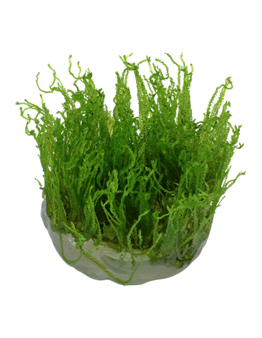 Taxiphyllum alternans 'Taiwan' - Invitro