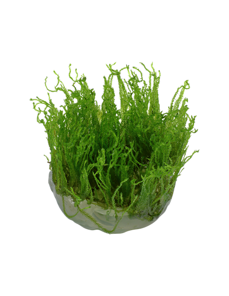 Taxiphyllum alternans 'Taiwan' - Invitro