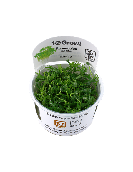 Ranunculus inundatus - Invitro