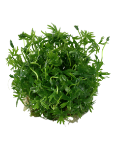 Ranunculus inundatus - Invitro 2