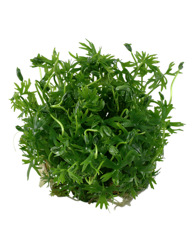 Ranunculus inundatus - Invitro