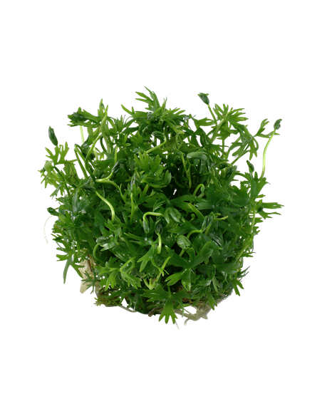 Ranunculus inundatus - Invitro