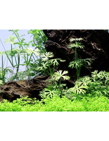 Ranunculus inundatus - Invitro