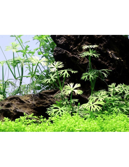 Ranunculus inundatus - Invitro