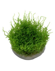 Vesicularia montagnei 'Christmas Moss' - Invitro 2