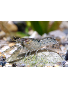 Écrevisse cambarellus diminutus 2cm