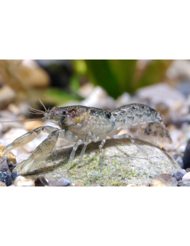 Écrevisse cambarellus diminutus 2cm