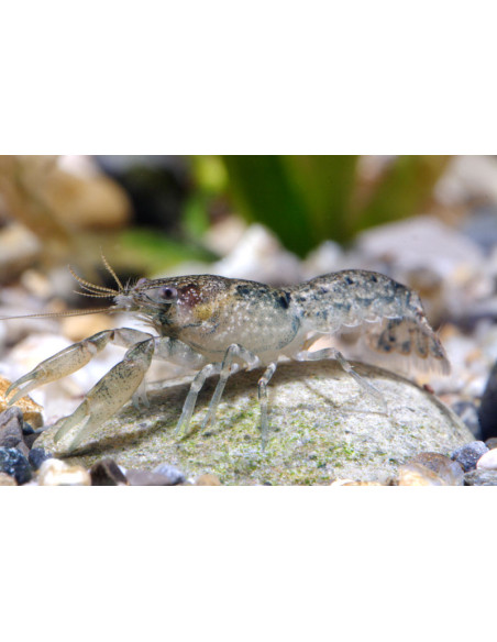 Écrevisse cambarellus diminutus 2cm