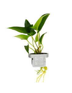 Anubias gracilis plant clips