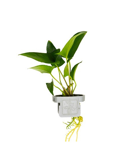 Anubias gracilis plant clips