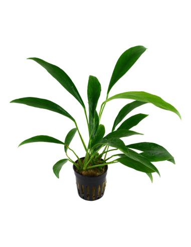 Anubias Congensis  –  Origine France