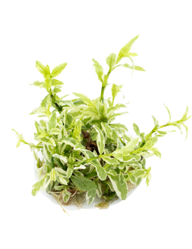 Hygrophila polysperma 'White' - Invitro