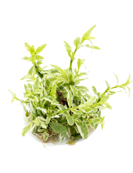 Hygrophila polysperma 'White' - Invitro