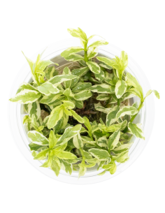 Hygrophila polysperma 'White' - Invitro 2