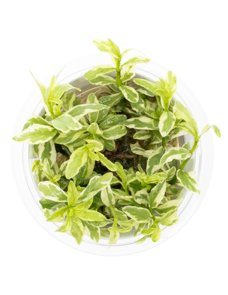 Hygrophila polysperma 'White' - Invitro